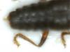 Stenus picipennis